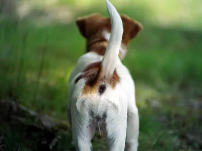 Собака ест свои экскременты: почему и что делать | | Блог зоомагазина  Zootovary.com