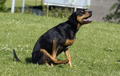 Темный кал у собаки, бесплатная консультация ветеринара - вопрос задан  пользователем татьяна реклинг про питомца: None