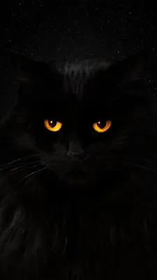 Черный кот фото обои фотографии
