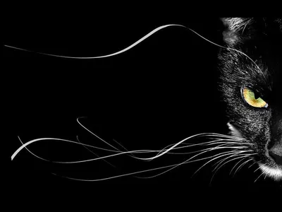 Картинки по запросу черный кот на черном фоне | Black cat silhouette,  Beautiful cat, Cats