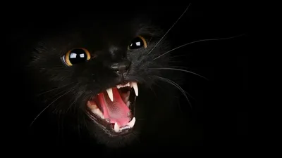 Картинки кошка, злость, хищник, темный, фон, черный, кот - обои 1920x1080,  картинка №101647