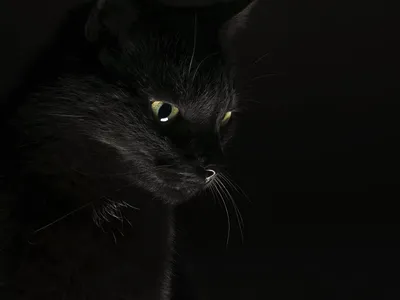Фотография Кошки Черный животное Черный фон 1600x1200
