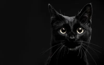 обои : Черный, Кот, Животные, мех, Бакенбарды, Черная кошка, Глаз, Темнота,  Млекопитающее, 2560x1440 px, Обои для рабочего стола компьютера, Крупным  планом, Кошка как млекопитающее, Макросъемка, Морда, От маленьких до  средних кошек, Карниворан,