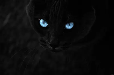 Обои черный кот - 70 фото