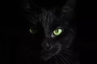 Фотообои Чёрный кот артикул Anm-143 купить в Оренбург|;|9 |  интернет-магазин ArtFresco