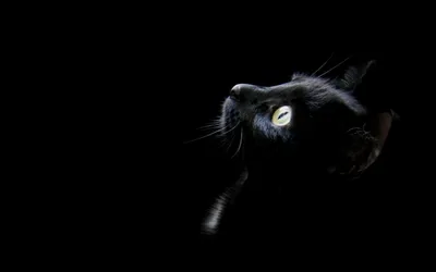 Скачать обои кошка, кот, фон, widescreen, обои, wallpaper, черный фон,  black, раздел кошки в разрешении 1920x1080