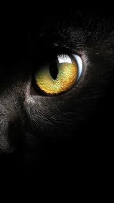 Черный кот, Кот, Черный, Взгляд, Животное, ШЕРСТЬ (1440x3120) - обои для  рабочего стола