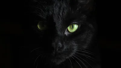 Картинка кот Взгляд Животные на черном фоне