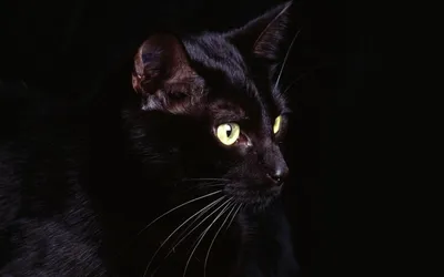 Обои Черный кот лицо, желтый глаз 1920x1200 HD Изображение