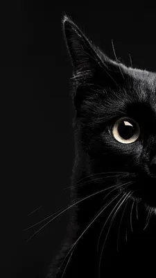 Черный кот на темном фоне - картинки и фото koshka.top