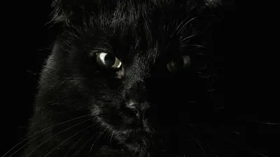 Чёрный кот скачать фото обои для рабочего стола (картинка 1 из 6)