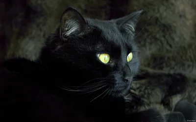 черный кот с хэллоуинскими тыквами на черном фоне, хэллоуин картинки черная  кошка, Хэллоуин, черный кот фон картинки и Фото для бесплатной загрузки
