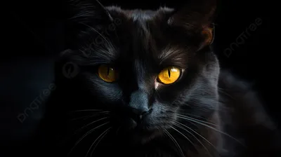 Обои Пушистый черный кот, глаза, взгляд 2560x1920 HD Изображение