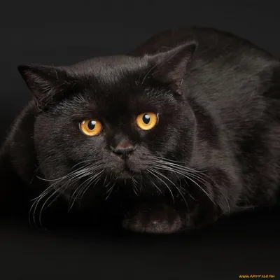 Обои на рабочий стол Черный, кот, cat, животное, black - Коты - Животные -  Картинки, фотографии