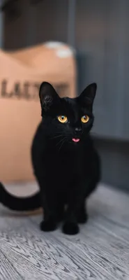 Черный кот обои - 79 фото