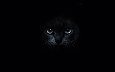 черный кот с желтыми глазами в темноте, картинка черного кота, кошка, кошка  Кошка фон картинки и Фото для бесплатной загрузки