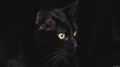 Черный кот на темном фоне - картинки и фото koshka.top