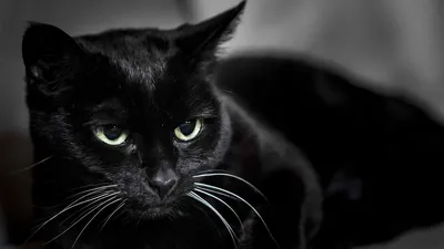Скачать 1920x1080 черный кот, морда, взгляд обои, картинки full hd, hdtv,  fhd, 1080p
