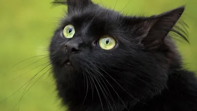 Обои Красивый чёрный кот на тёмном фоне » Скачать красивые HD обои  (картинки) на рабочий стол (экран) и на телефон бесплатно