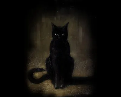 Черный кот в тени обои для рабочего стола, картинки, фото, 1920x1080.