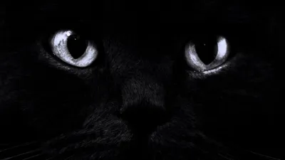 Обои Черная кошка, картинки - Обои для рабочего стола Черная кошка фото из  альбома: (кошки)