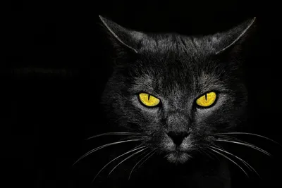 3 д фото обои 368x254 см Черный кот бизнесмен (10397P8)+клей купить по цене  1200,00 грн