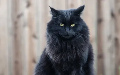 Пронзительный взгляд черного кота - обои на рабочий стол