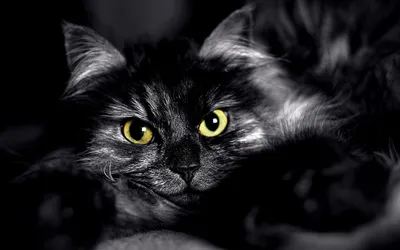 черный кот :: мордатость :: котэ (прикольные картинки с кошками) / смешные  картинки и другие приколы: комиксы, гиф анимация, видео, лучший  интеллектуальный юмор.