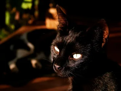 черный кот с желтыми глазами смотрит на тени, картинка черного кота, кошка,  кошка Кошка фон картинки и Фото для бесплатной загрузки