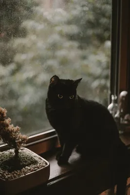 Желтые глаза черного кота, обои с кошками, картинки, фото 1024x768