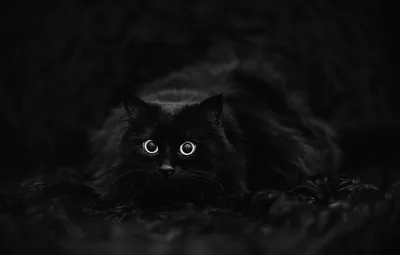 Скачать 1920x1200 кот, черный кот, пушистый, взгляд, сердитый обои,  картинки 16:10