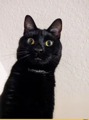 День черного кота 17 августа - забавные картинки и мемы - Апостроф