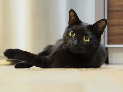 черный кот :: животные :: котэ (прикольные картинки с кошками) / смешные  картинки и другие приколы: комиксы, гиф анимация, видео, лучший  интеллектуальный юмор.