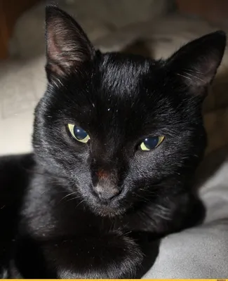 картинка черного кота с желтыми глазами, картинки с черными пантерами,  кошка, пантера фон картинки и Фото для бесплатной загрузки