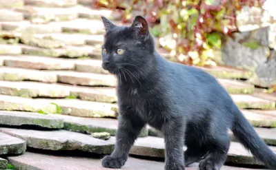 1^4 « / черный кот :: котэ (прикольные картинки с кошками) / смешные  картинки и другие приколы: комиксы, гиф анимация, видео, лучший  интеллектуальный юмор.