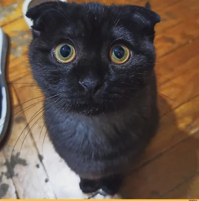 Черная кошка картинки PNG , лицом вверх, Черная кошка, клипарт PNG картинки  и пнг PSD рисунок для бесплатной загрузки