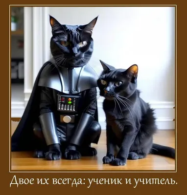Смешные картинки от Чёрный кот за 10 июня 2020 на Fishki.net