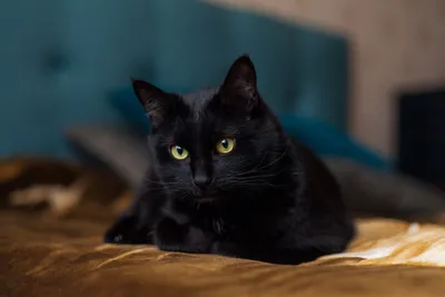 Мистический случай с чёрным котом | Пикабу