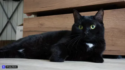 Сегодня — День благодарности чёрным котам | Приазовская степь