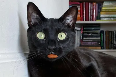 черный кот смотрит в камеру на улице, кошка черный кот, кошка, завод фон  картинки и Фото для бесплатной загрузки