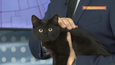 Черная кошка: плохие и хорошие приметы | БЕЛНОВОСТИ | Дзен