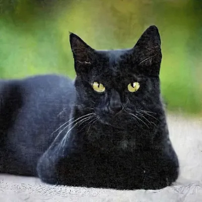 Черный кот, «одержимый» охотой за орехами, умилил пользователей сети -  Газета.Ru | Новости