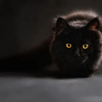 Чёрный кот, белый кот