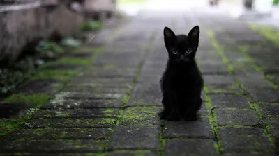 Пропал черный кот Тимофей, ул. Сайкина, Москва | Pet911.ru