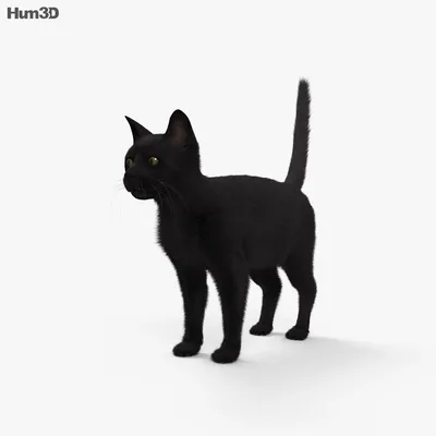 Набор \"Черный кот\" - Интернет-магазин воздушных шаров - Шариков - воздушные  шары