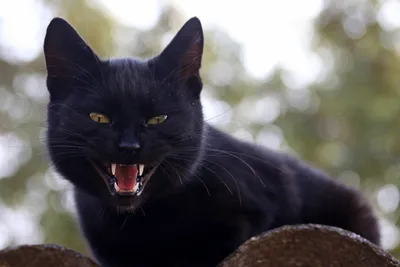 Черные коты: приметы, суеверия, породы с фото, почему считается, что черная  кошка — к неудаче