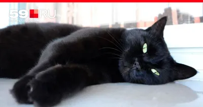 Black cat. Чёрный кот. PNG. | Gatinhos, Animais, Tatuagem de gato