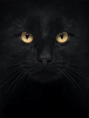 Загадочный черный кот на фоне звездной ночи – скачать в png
