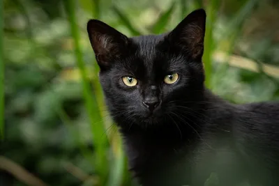 Красивый черный кот на фоне златого заката – 4k изображение