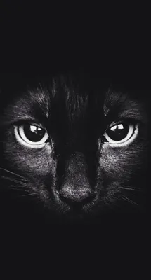 Загадочность черного кота на фото – скачать в jpg